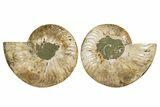 Cut & Polished, Crystal-Filled Ammonite Fossil - Madagascar #336818-1